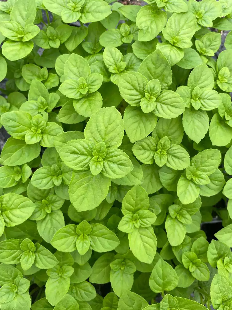 Japanese Mint